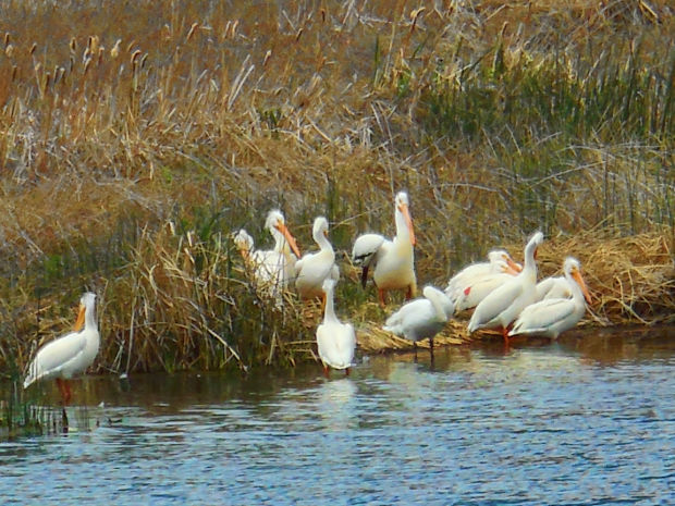Birds